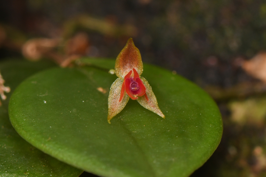 Lepanthes monteverdensis