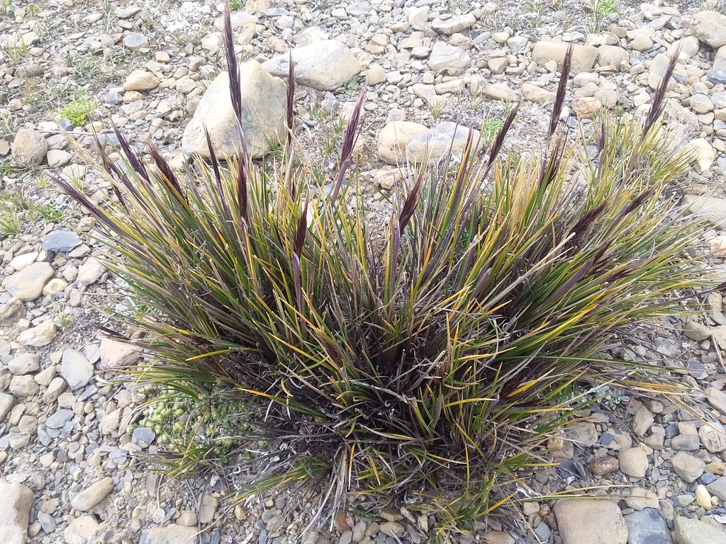 Stipa hans-meyeri