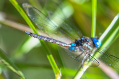 Rhionaeschna jalapensis
