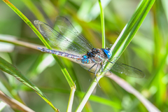 Rhionaeschna jalapensis