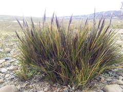 Needlegrass (Anatherostipa)