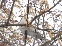 Streptopelia decaocto