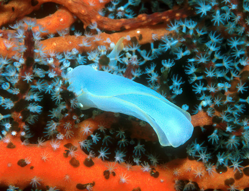 Chelidonura electra