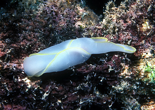 Chelidonura electra
