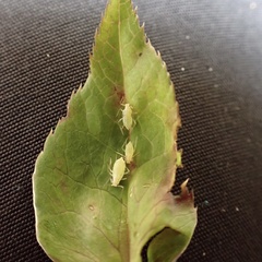 Macrosiphum hellebori