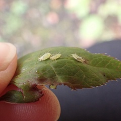 Macrosiphum hellebori