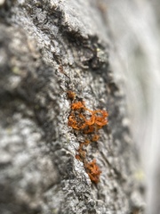 Cytospora chrysosperma