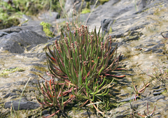 Plantago maritima maritima