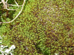 Tortella flavovirens