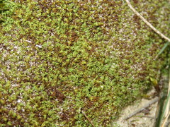 Tortella flavovirens