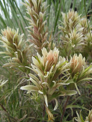 Castilleja flava rustica