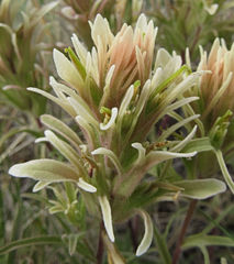 Castilleja flava rustica