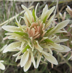 Castilleja flava rustica