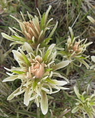 Castilleja flava rustica