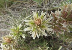 Castilleja flava rustica