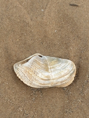 Zirfaea crispata