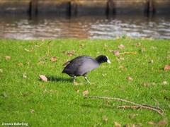 Fulica atra