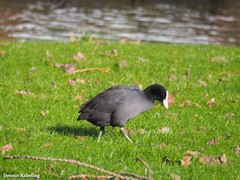 Fulica atra