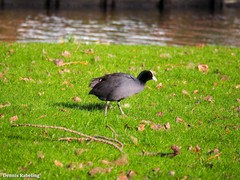 Fulica atra
