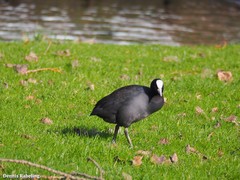 Fulica atra