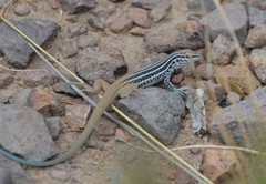 Aspidoscelis scalaris