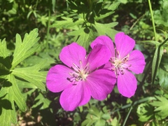 Geranium oreganum