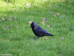 Corvus monedula