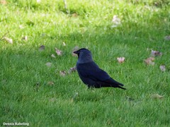 Corvus monedula