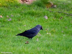 Corvus monedula