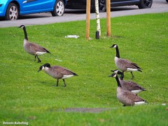 Branta canadensis