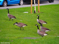 Branta canadensis