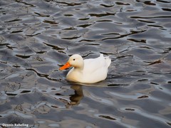Anas platyrhynchos domesticus
