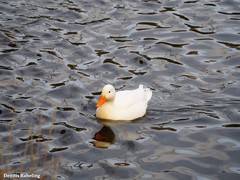 Anas platyrhynchos domesticus