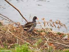 Gallinula chloropus