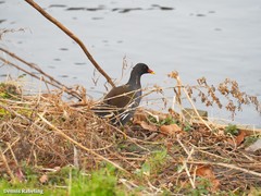 Gallinula chloropus