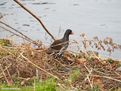 Gallinula chloropus