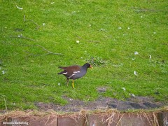 Gallinula chloropus