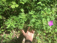 Geranium oreganum