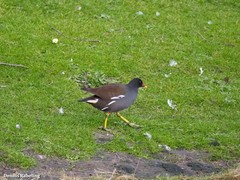 Gallinula chloropus