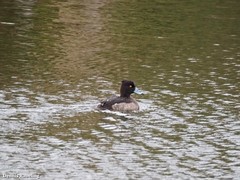 Aythya fuligula