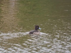 Aythya fuligula