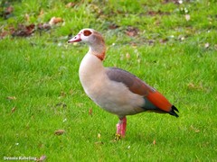 Alopochen aegyptiaca