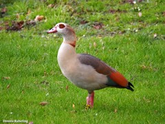 Alopochen aegyptiaca