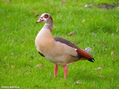 Alopochen aegyptiaca