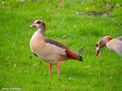 Alopochen aegyptiaca