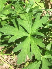 Geranium oreganum