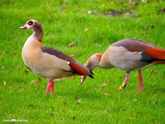 Alopochen aegyptiaca