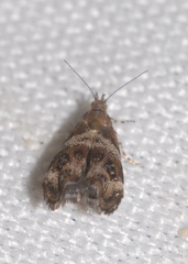 Tebenna micalis
