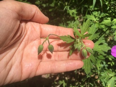 Geranium oreganum