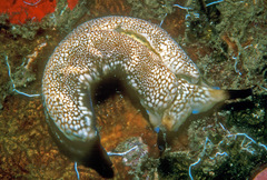 Plakobranchus papua